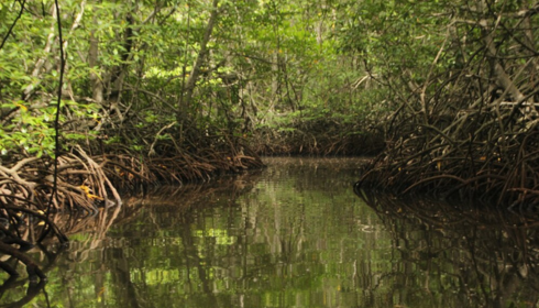sundarban tour packages