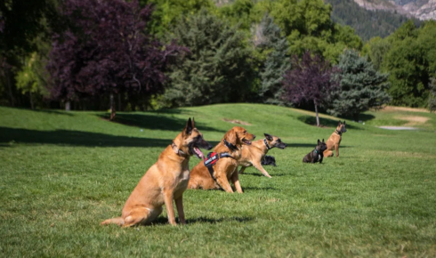 advanced dog communication coaching Scottsdale